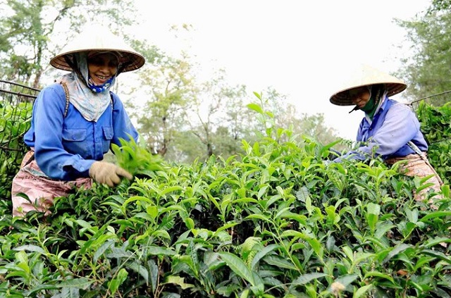 Định hướng phát triển, nâng cao hiệu quả các công ty nông, lâm nghiệp trong thời gian tới